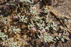 Neurada procumbens