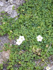 Arenaria balearica