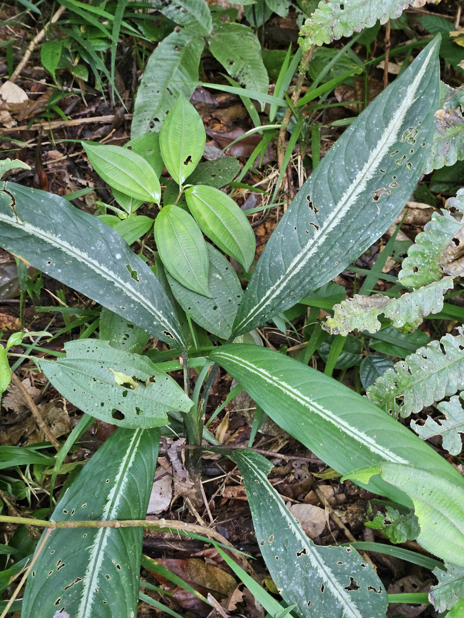 Dieffenbachia elegans 2