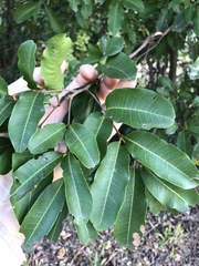 Cupaniopsis parvifolia