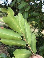 Cupaniopsis parvifolia