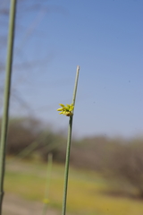 Leptadenia pyrotechnica
