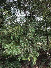 Cupaniopsis parvifolia