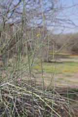 Leptadenia pyrotechnica