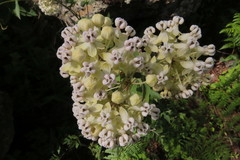 Asclepias similis