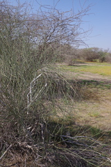 Leptadenia pyrotechnica