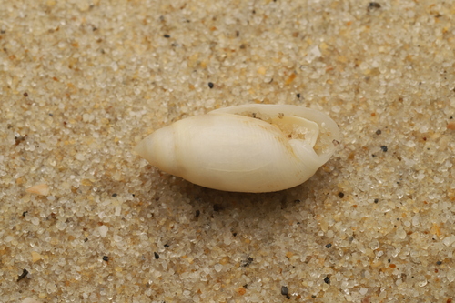 Pupa affinis