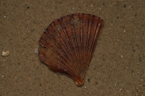 Pecten fumatus