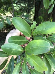 Cupaniopsis parvifolia