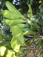Cupaniopsis parvifolia