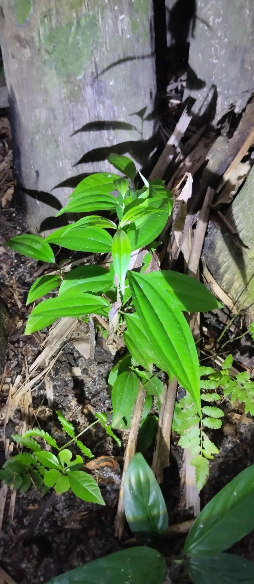 Miconia minutiflora