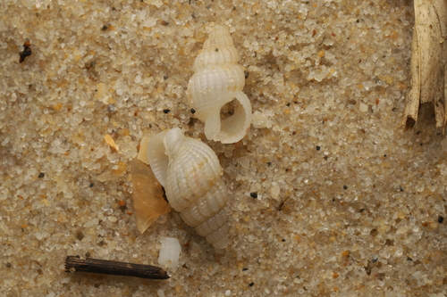 Nassarius pauperus observed 2026-05-06