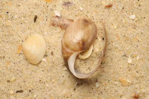 Bulla quoyii