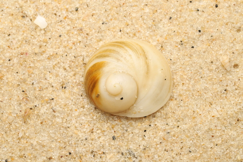 Sigapatella calyptraeformis