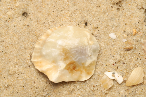 Anomia trigonopsis