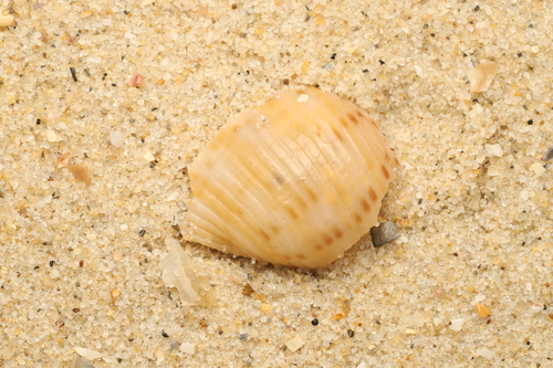 Tonna tankervillii