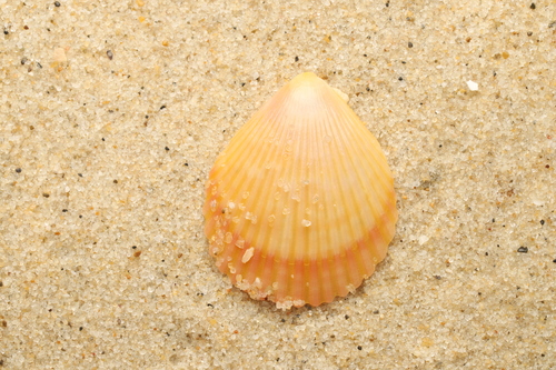 Mimachlamys asperrima