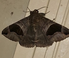 Bastilla solomonensis