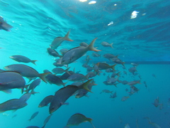 Cephalopholis colonus