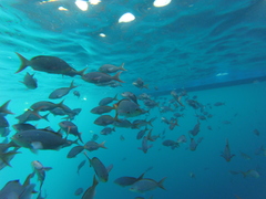 Cephalopholis colonus