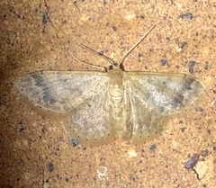 Idaea elaphrodes