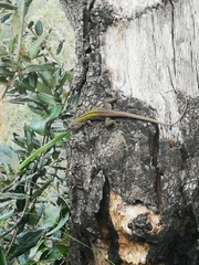 Podarcis siculus