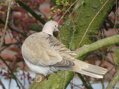 Streptopelia decaocto