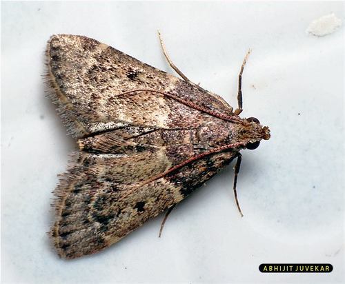 Tropical Meal Moth