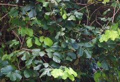 Spatholobus parviflorus