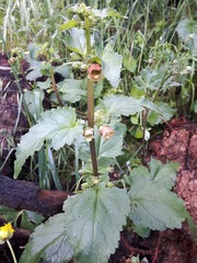 Scrophularia trifoliata