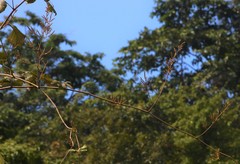 Spatholobus parviflorus