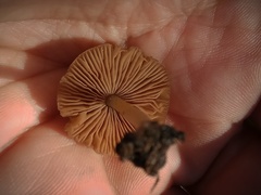 Pluteus