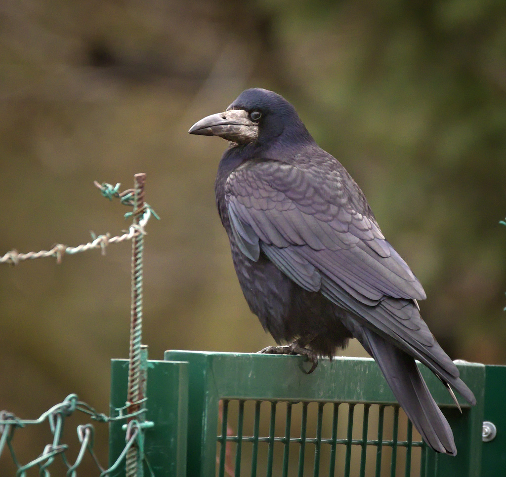Western Rook