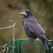 Western Rook - Photo (c) hedera.baltica, some rights reserved (CC BY-SA)