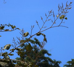 Spatholobus parviflorus