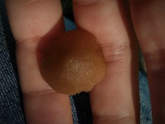 Pluteus