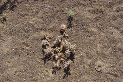 Neurada procumbens