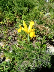Iris xiphium lusitanica