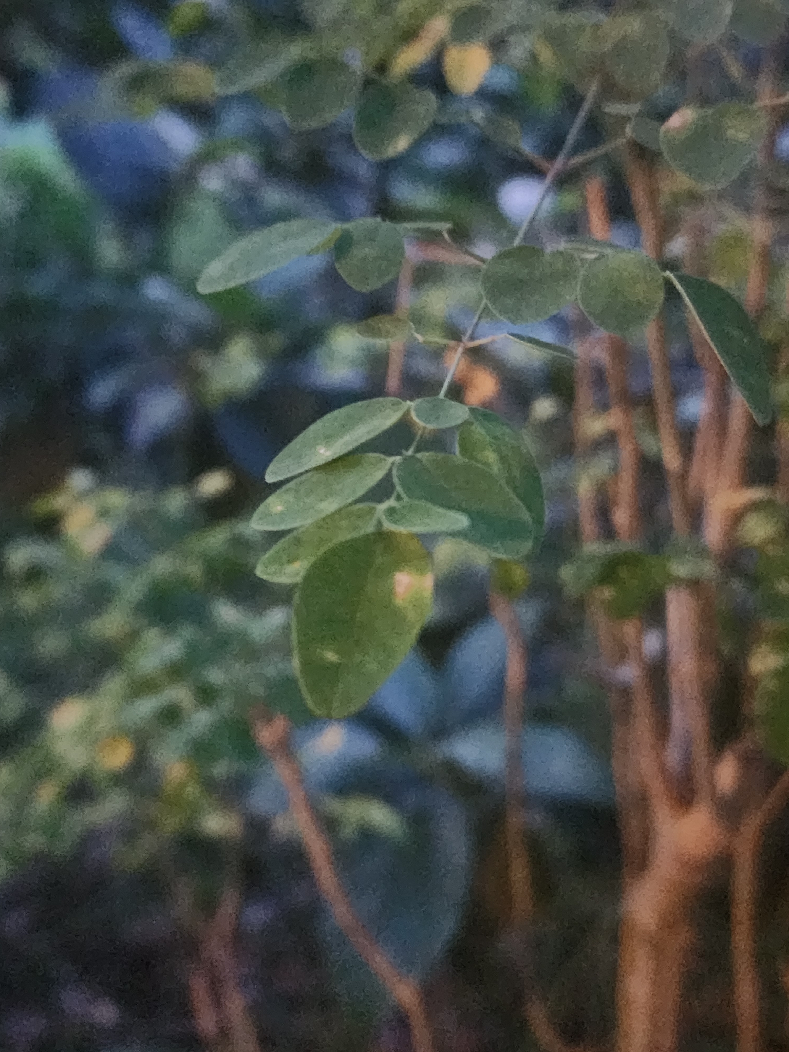 Chùm ngây — ảnh 2