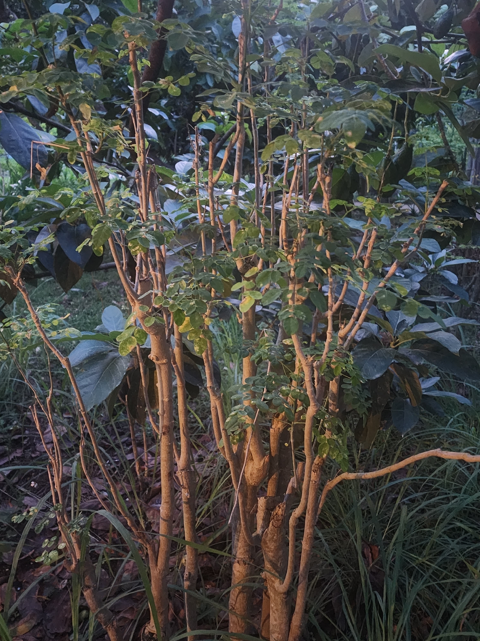 Chùm ngây — ảnh 3