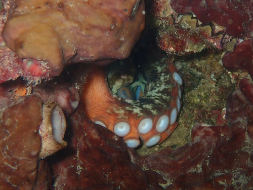 Octopus djinda
