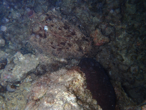 Dolabella auricularia
