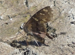 Eudaminae