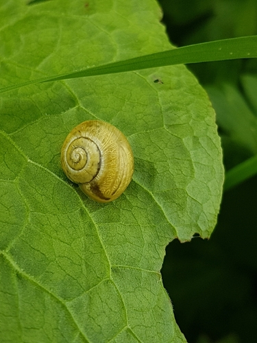 Cepaea