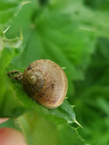 Garden Snail