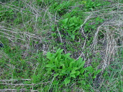 Symphytum × uplandicum