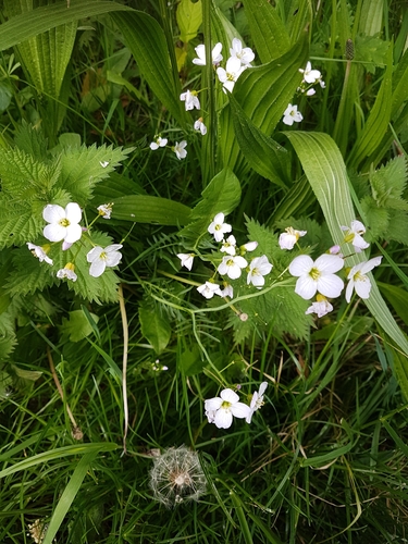 Cuckooflower