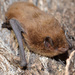 Nathusius' Pipistrelle - Photo (c) Ivan Pancic, some rights reserved (CC BY-NC), uploaded by Ivan Pancic