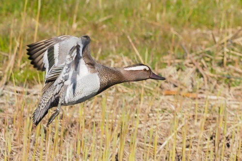 Garganey