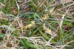 Carex caryophyllea